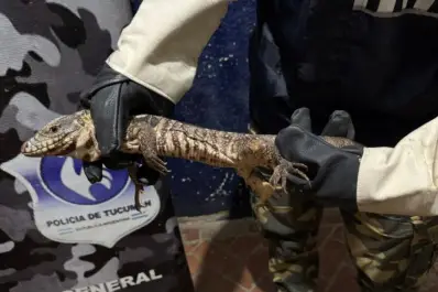 Rescataron una iguana que había entrado a una casa de la Capital