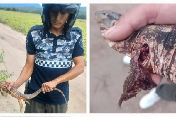 Rescataron dos caragüayes que se encontraban fuera de sus hábitats naturales