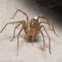 Esta popular araña es más venenosa que una cobra y más tóxica que el ácido: cómo eliminarla de casa