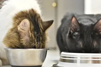 Estrés de los bigotes en los gatos: por qué los veterinarios recomiendan usar cuencos bajos