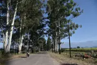 Rutas y árboles: una visión técnica para Tucumán