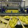 El limón tucumano refuerza su vínculo comercial con Japón