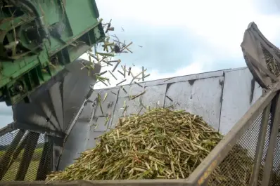 El cañaveral tucumano creció más del 40% y consolida el giro productivo de la industria azucarera