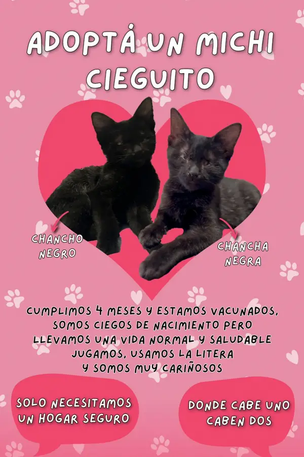 RESCATE. Fueron levantado de la calle y hoy espera una segunda oportunidad en un hogar definitivo.