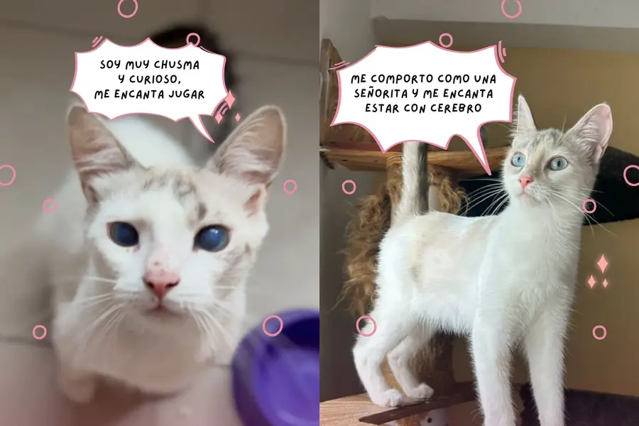 CEREBRO Y PINKY. Forma parte de los diez gatos que aún necesitan adopción antes de la mudanza.