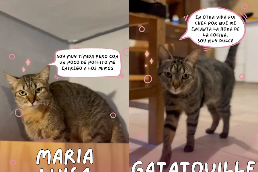 MARIA LUISA Y GATATOUILLE. orma parte de los diez gatos que aún necesitan adopción antes de la mudanza.