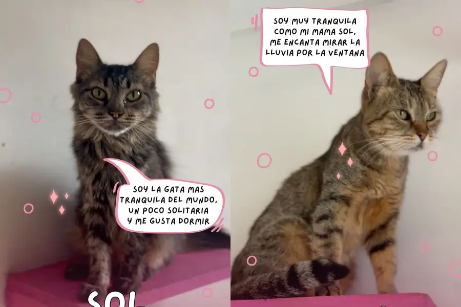 SOL Y LUNA. Forma parte de los diez gatos que aún necesitan adopción antes de la mudanza.