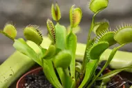 ¿Cuáles son los beneficios de tener plantas carnívoras en casa?: las mejores especies para tu colección