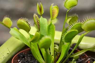 ¿Cuáles son los beneficios de tener plantas carnívoras en casa?: las mejores especies para tu colección