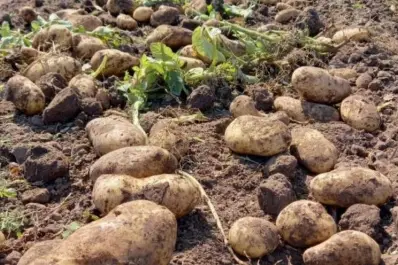 Papa: en el actual ciclo el cultivo interrumpió una tendencia creciente