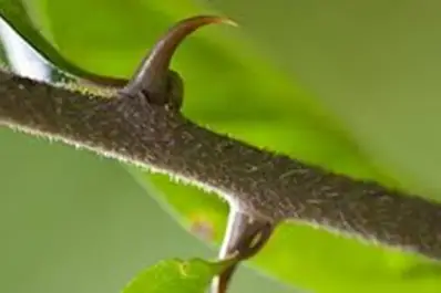Uña de gato: propiedades y los beneficios de esta planta medicinal