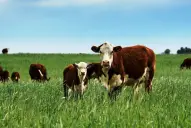 Rosgan 2026: precios del ternero rompen su récord y superan los U$S4 el kilo