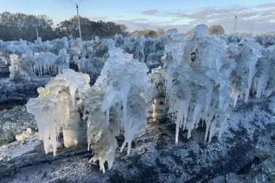 Las heladas en Florida dejaron resultados calamitosos para los productores