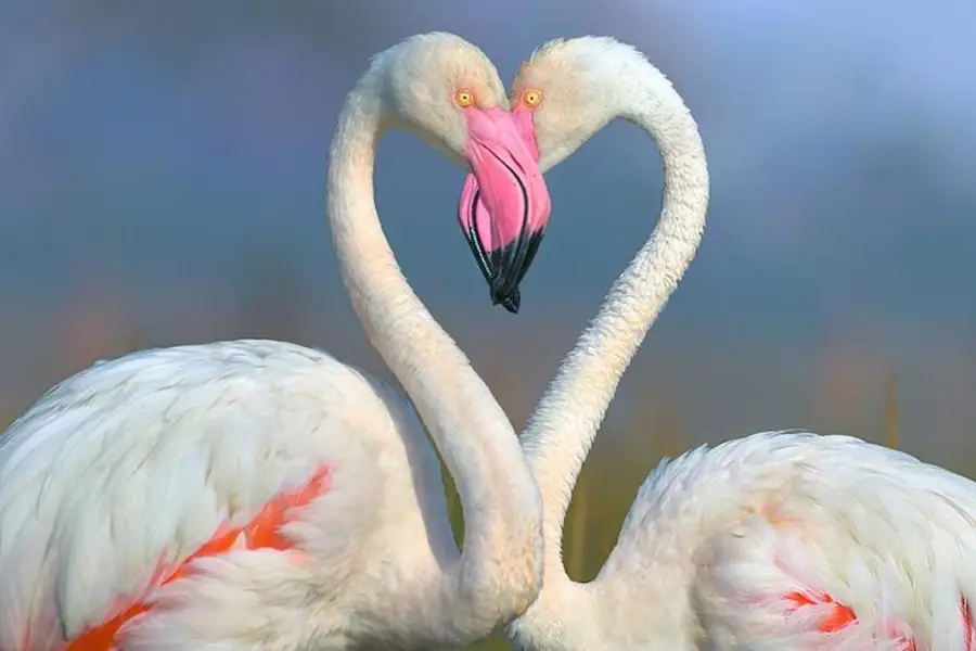 Diez animales que parecen besarse, aunque no siempre es por amor