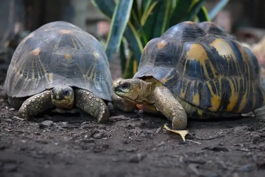 Diez animales que parecen besarse, aunque no siempre es por amor
