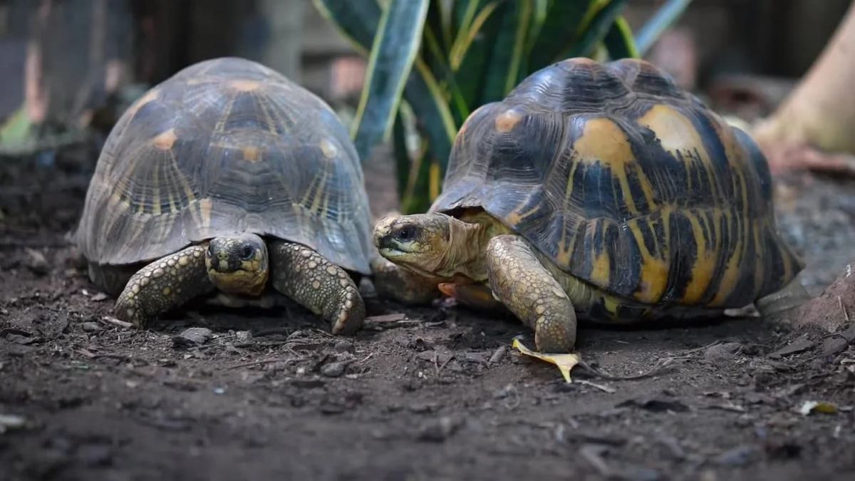 Diez animales que parecen besarse, aunque no siempre es por amor