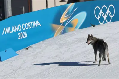 Sorpresa en los Juegos Olímpicos de Invierno: un perro lobo se metió en la pista y cruzó la meta junto a las esquiadoras