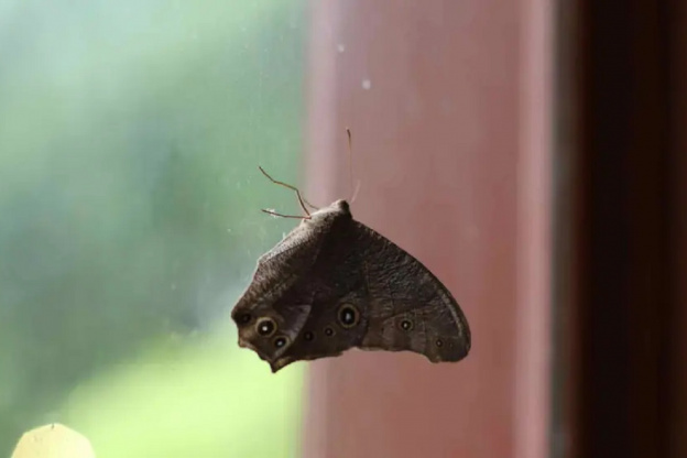Más polillas que nunca: qué hay detrás del fenómeno que sorprende a Tucumán