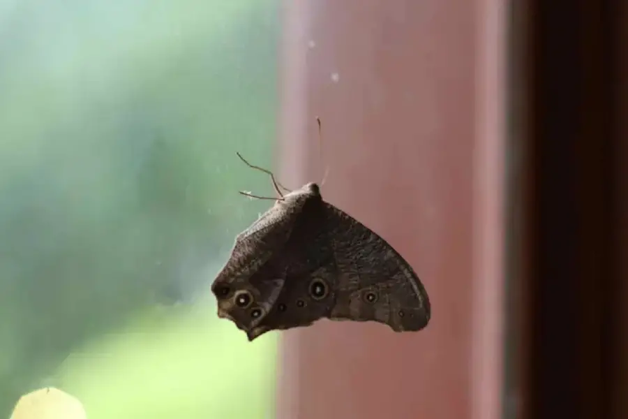 Las polillas invaden Tucumán. 