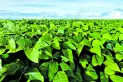 Las lluvias fueron favorables para el desarrollo de la soja