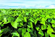 Las lluvias fueron favorables para el desarrollo de la soja