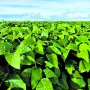 Las lluvias fueron favorables para el desarrollo de la soja