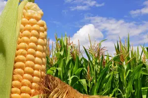 Buena campaña para el sorgo y el maíz: las condiciones climáticas favorecieron los cultivos