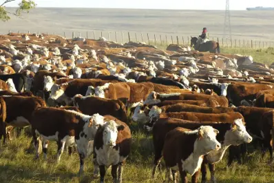 Análisis del informe del Rosgan y la recuperación bovina