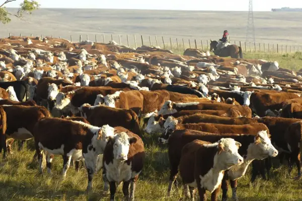 Análisis del informe del Rosgan y la recuperación bovina