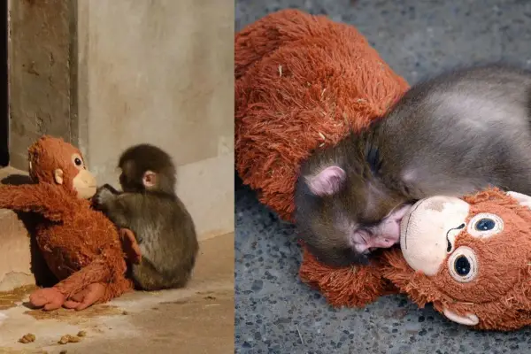 ¿Por qué la mamá del mono Punch lo abandonó?: la triste historia detrás del viral