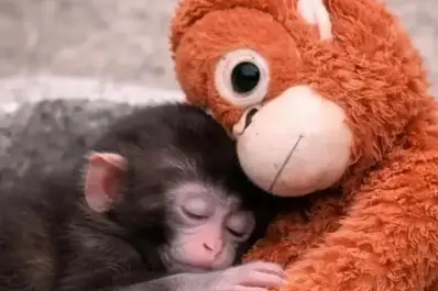 Más que un fenómeno viral: el mono Punch y cómo una empresa cambió su destino