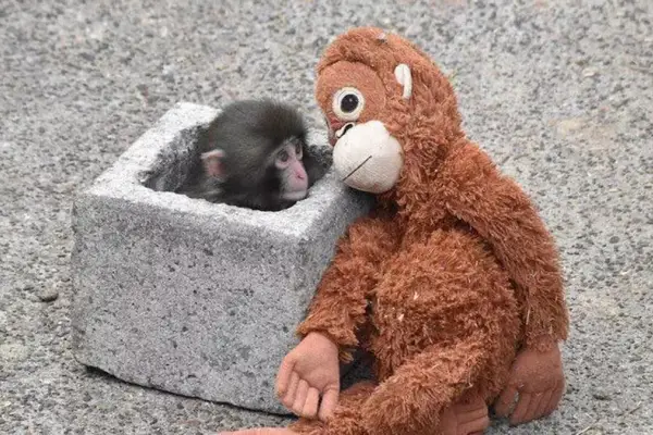 Cultura del odio en las redes: el caso de Punch y el porqué vemos lo malo en algo bueno