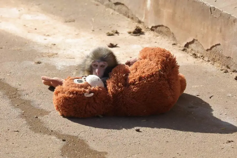 El pequeño mono Punch junto a su fiel compañero. Foto @SuperViiral