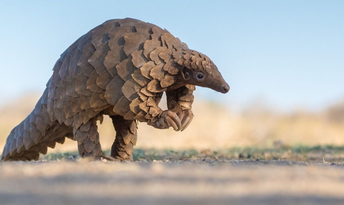 El pangolín, el animal más traficado del mundo. Foto: fauna-flora.org