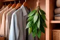El truco del laurel en el placard: por qué deberías colgar una rama