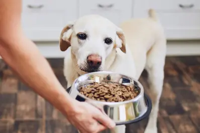 Te sorprenderá saber cuál es la hora ideal para alimentar a tu perro, según expertos