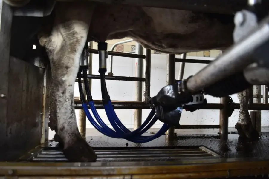 TECNOLOGÍA. El sistema de ordeñe voluntario funciona 24 horas al día.