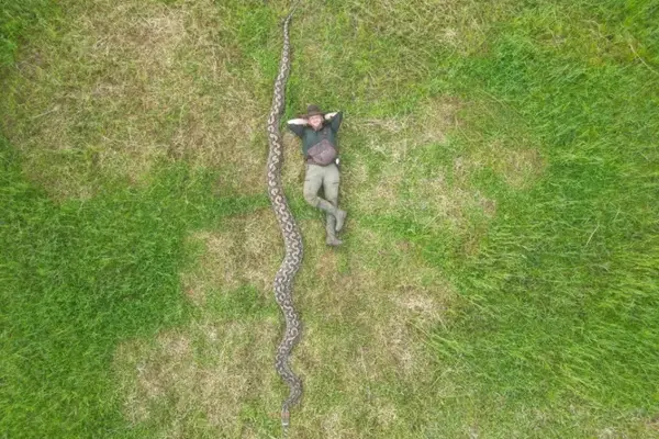 Con más de siete metros de largo, “La Baronesa” se convirtió en la pitón salvaje más grande del mundo