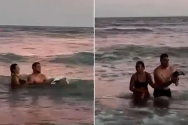 Monte Hermoso: una pareja sacó un pingüino del mar para tomarse fotografías