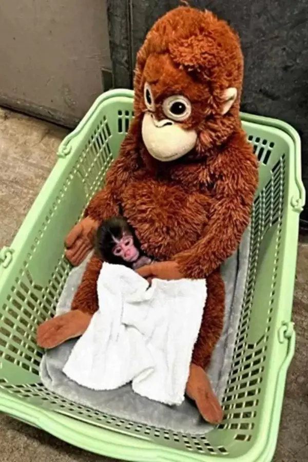 El zoológico donde vive el mono Punch publicó fotos del orangután recién nacido