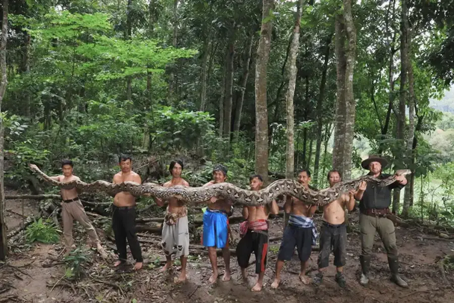 Con más de siete metros de largo, “La Baronesa” se convirtió en la pitón salvaje más grande del mundo