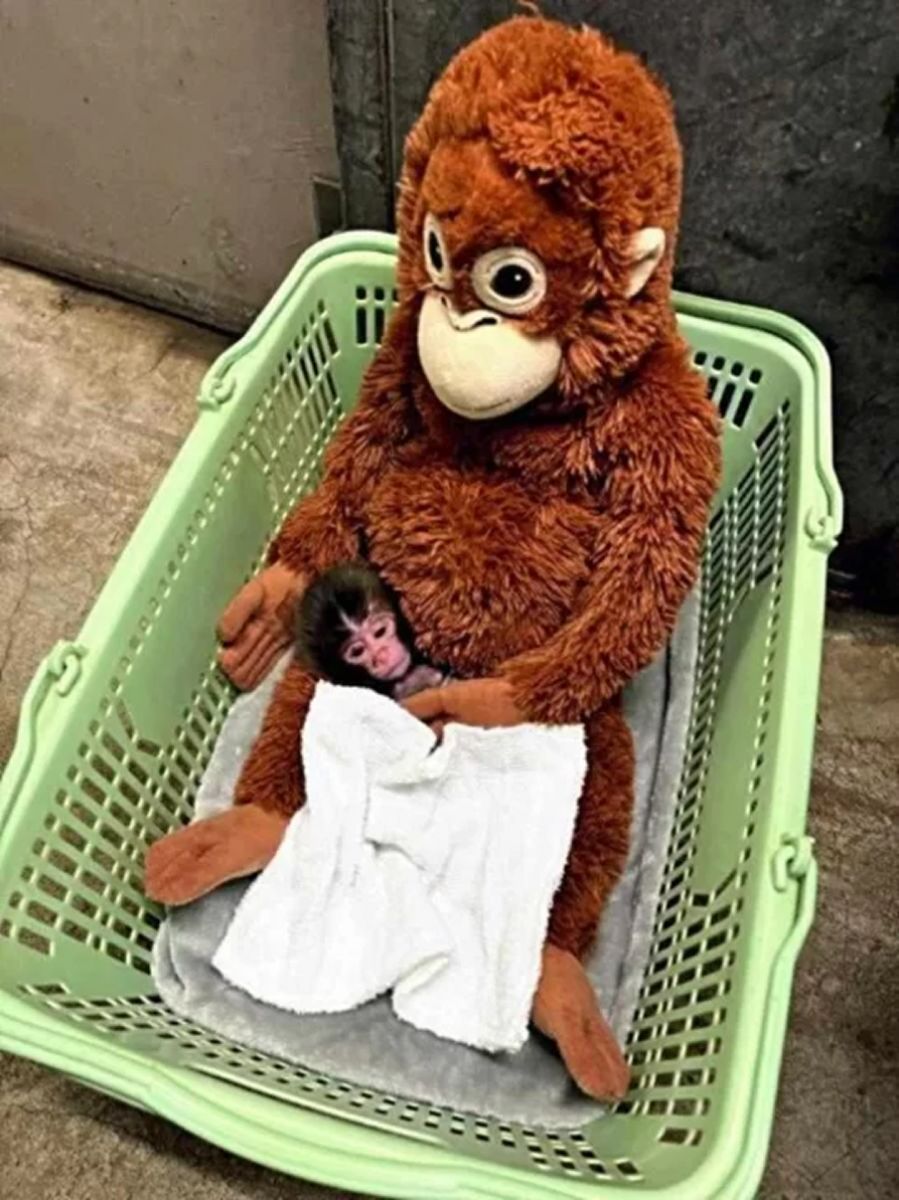 El zoológico donde vive el mono Punch publicó fotos del orangután recién nacido