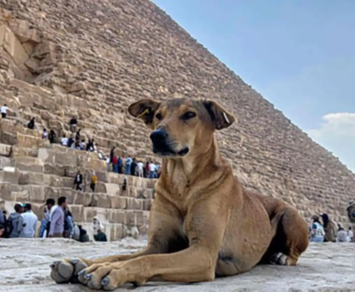 PARTICULARES. Los baladi son delgados, con orejas grandes y pelajes en tonos tierra que les permiten camuflarse en el entorno desértico.