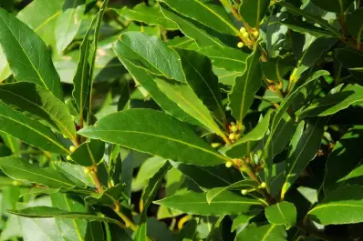 Esto pasa en tu cuerpo si tomás té de laurel todas las mañanas