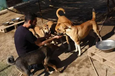 ¿Cuál es el país en el que los perros pasaron de ser adorados a ser asesinados?
