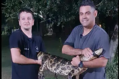Salió al fondo de su casa y encontró un yacaré de casi dos metros en la piscina