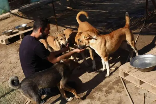 ¿Cuál es el país en el que los perros pasaron de ser adorados a ser asesinados?