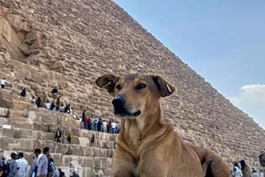 PARTICULARES. Los baladi son delgados, con orejas grandes y pelajes en tonos tierra que les permiten camuflarse en el entorno desértico.