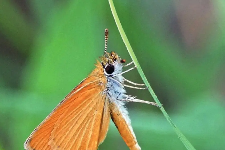 DORADITA. Esta especie vuela bajo y es muy pequeña. FOTO/ Fundación Miguel Lillo