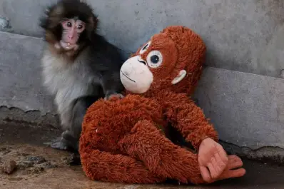 La imagen del mono Punch y el peluche Djungelskog, adorablemente comestible